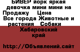 БИВЕР йорк яркая девочка мини мини на Продажу! › Цена ­ 45 000 - Все города Животные и растения » Собаки   . Хабаровский край